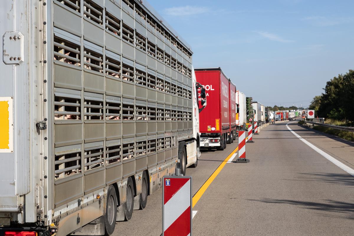 Dyrenes Beskyttelse er særligt bekymret for, at grisene udsættes for voldsom varme. Risikoen er særlig høj, hvis lastbilerne holder i kø på vej til deres fjerne destination. Foto: Kristian Brasen/Dyrenes Beskyttelse