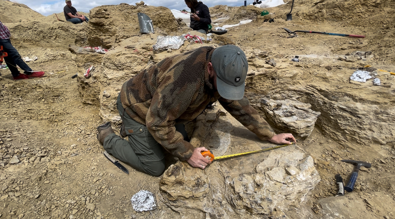 Christoffer Knuth måler størrelsen på et af pladerne på ryggen af museets stegosaurus. © Evolutionsmuseet, Danmark.