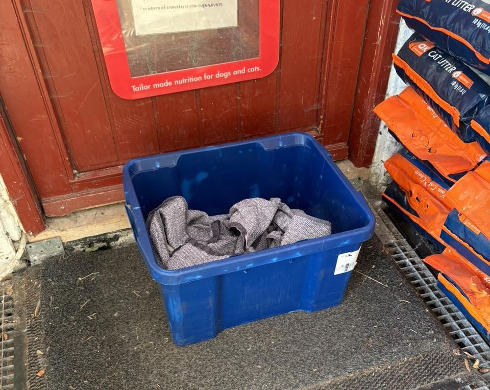 Fem nyfødte killinger blev efterladt foran døren til Dyrenes Beskyttelses internat på Falster. En handling, der fik alvorlige følger. Foto: Dyrenes Beskyttelse.
