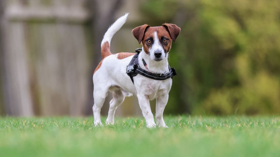 Er hunden ved at blive mindre populær, eller hvad skyldes faldet i antallet af nyregistreringer de sidste par år? Dyreværnet
