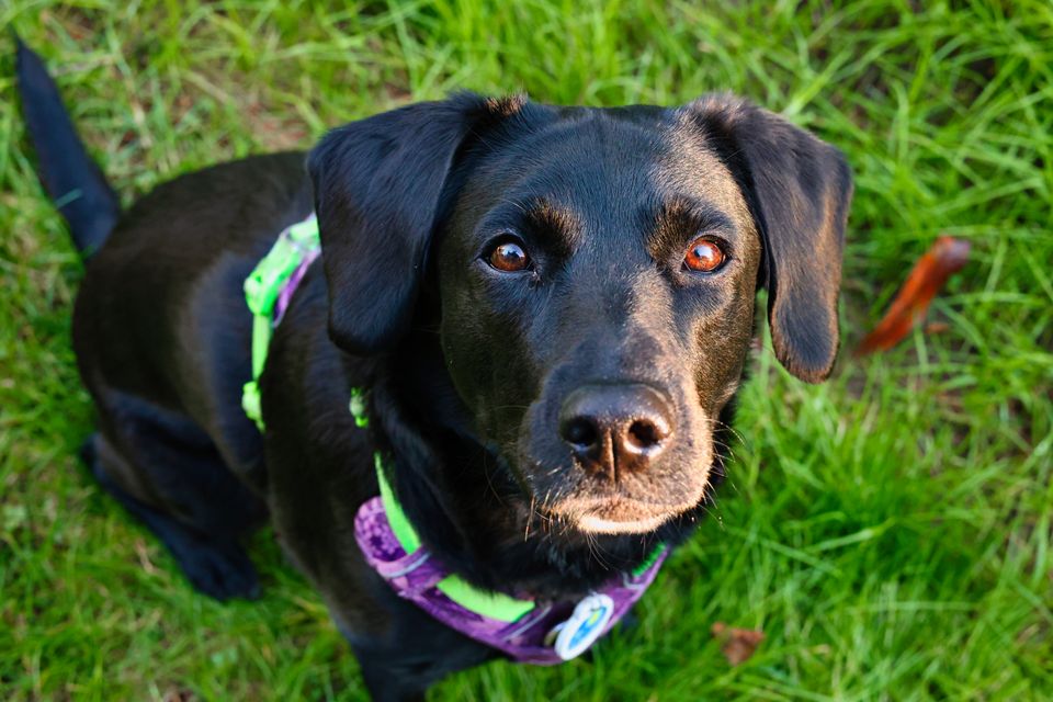 Området for assistancehunde til mennesker med psykisk funktionsnedsættelse mangler regulering