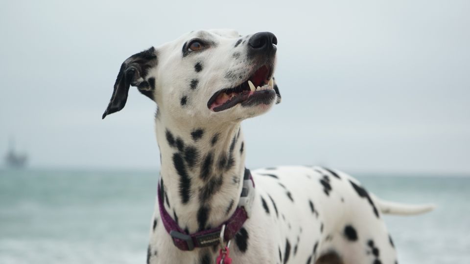 Her får du en række gode råd, som er gode at have i baghovedet, hvis uheldet er ude, og din hund kommer til skade i sommerlandet. Agria.dk